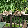 cat, feline, pets, outdoor, deck, railing, greenery, plants, flowers, hanging_pot, wood, table, chair, fur, animal, nature, relaxing, curious, two_cats, daylight