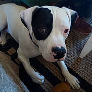 Jackson is registered to the contest to win money with this photo: dog, black_and_white, pet, indoor, carpet, slipper, furniture, curious, lying_down, mammal, canine, close_up, companion, animal, domestic, home, paws, snout, ears, cute