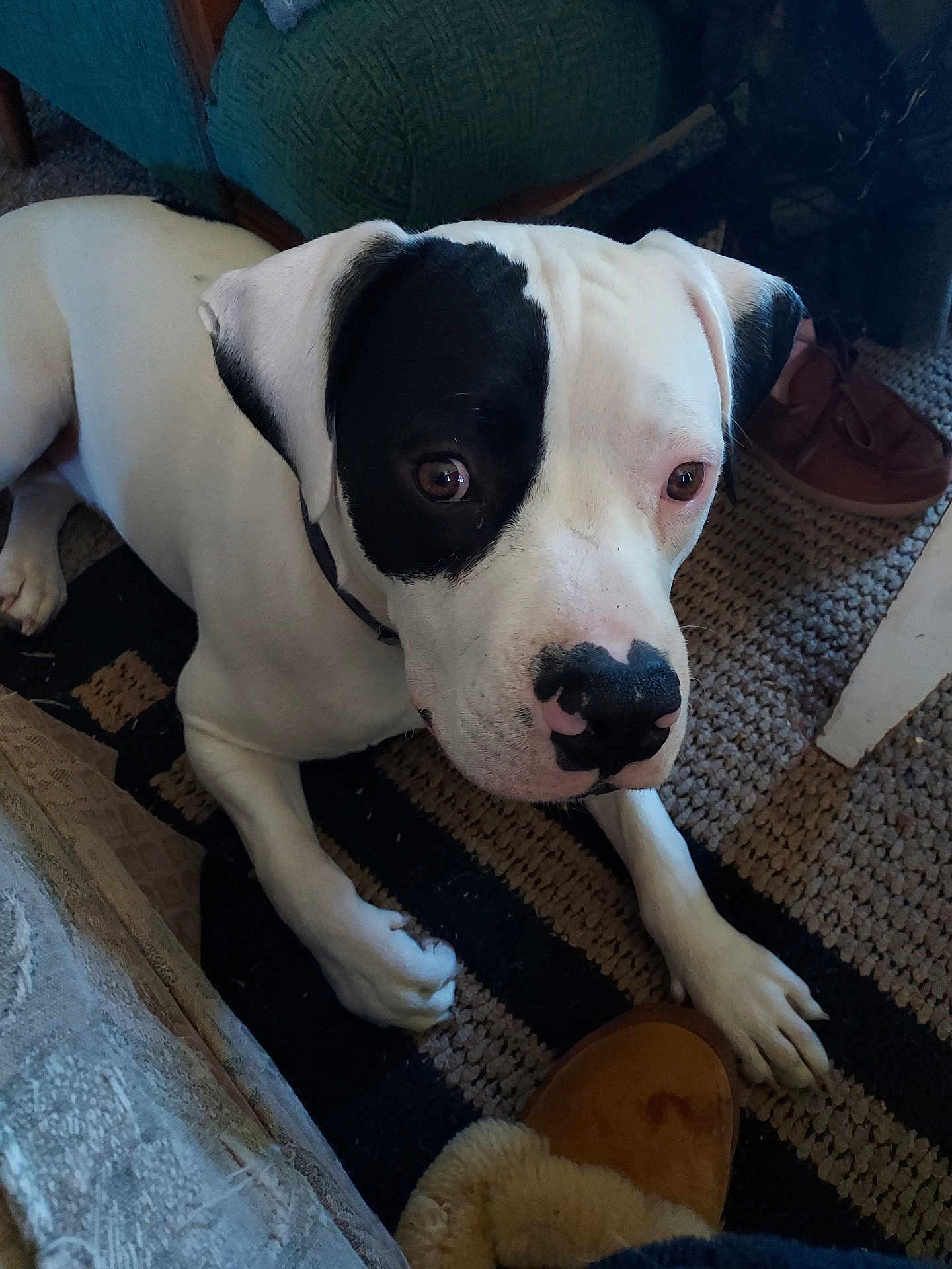 Jackson is registered to the contest to win money with this photo: dog, black_and_white, pet, indoor, carpet, slipper, furniture, curious, lying_down, mammal, canine, close_up, companion, animal, domestic, home, paws, snout, ears, cute