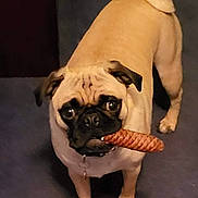 Gigi joined the competition — help win amazing prizes! dog, pug, pet, indoor, carpet, toy, chew_toy, animal, small_dog, standing, looking_up, cute, playful, tan_coat, black_face, ears, tail_curled, front_paws, expression, companion