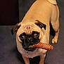 dog, pug, pet, indoor, carpet, toy, chew_toy, animal, small_dog, standing, looking_up, cute, playful, tan_coat, black_face, ears, tail_curled, front_paws, expression, companion