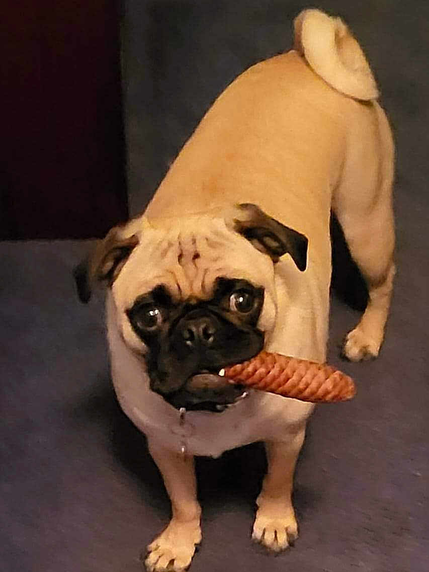 Gigi