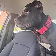 Ace is registered to the contest to win money with this photo: