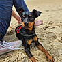 dog, beach, sand, black_and_tan, puppy, pet, person, shoe, sneaker, paw, harness, outdoor, relaxing, curious, canine, animal, foot, casual, daytime, nature
