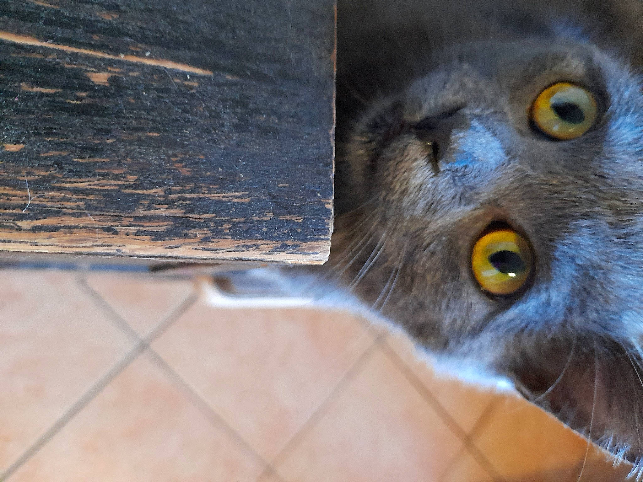 Toto a rejoint le concours — aidez-le/la à gagner de superbes lots ! carnivore, cat, chartreux, curious, domestic_short_haired_cat, electric_blue, fawn, felidae, flooring, fur, russian_blue, small_to_medium_sized_cats, snout, terrestrial_animal, whiskers, wildlife, wood