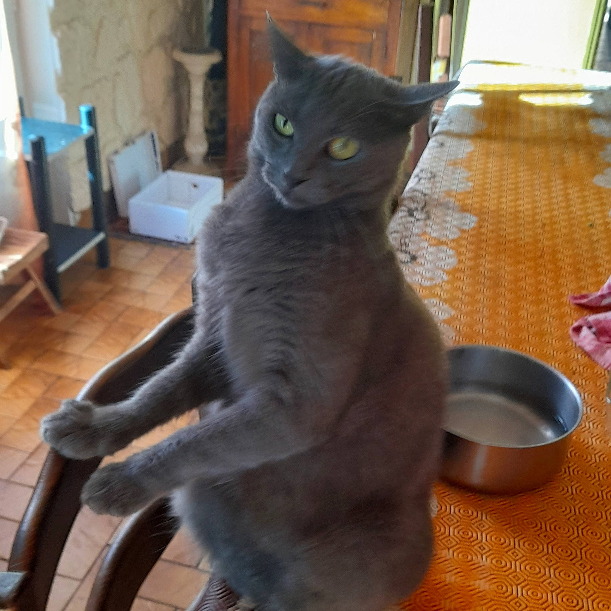 Toto participe au concours pour gagner de l'argent avec cette photo : black_cat, carnivore, cat, cat_supply, domestic_short_haired_cat, felidae, flooring, fur, grey, hardwood, kitchen_utensil, russian_blue, serveware, small_to_medium_sized_cats, snout, table, tableware, tail, whiskers, window