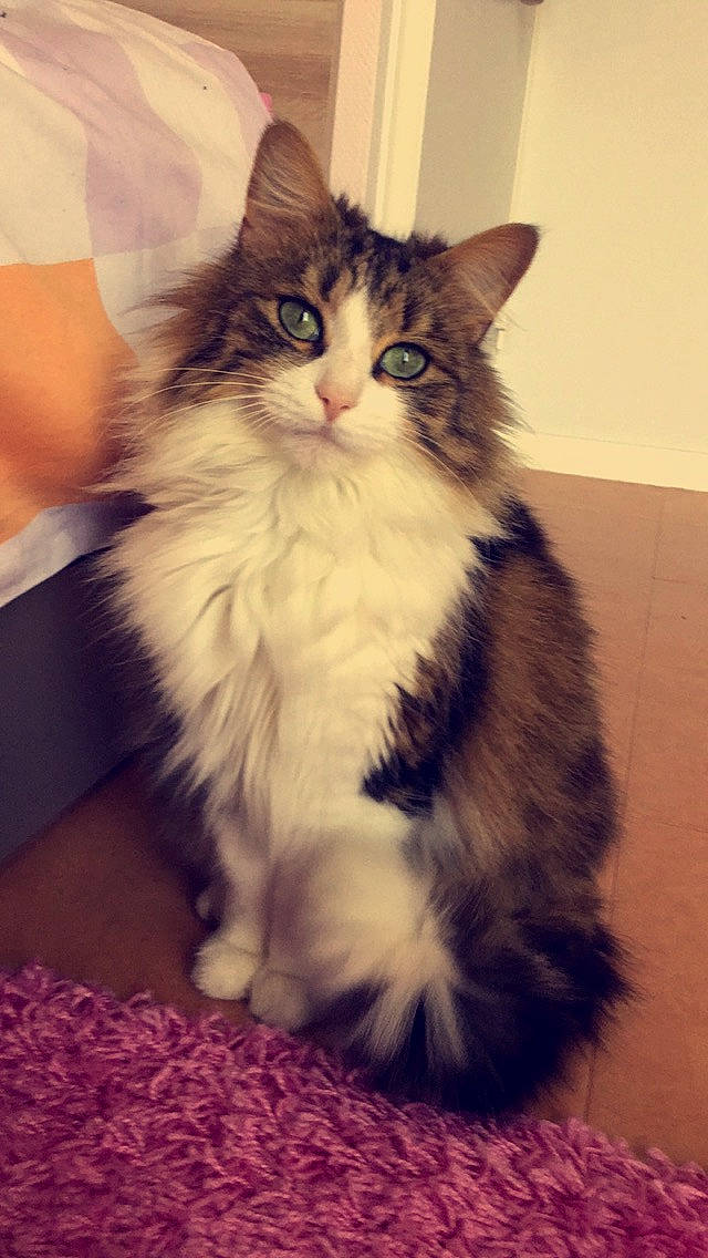 Kitten a rejoint le concours — aidez-le/la à gagner de superbes lots ! asian_semi_longhair, british_longhair, british_semi_longhair, carnivore, cat, cymric, domestic_long_haired_cat, felidae, fur, kitten, maine_coon, mammal, napoleon_cat, norwegian_forest_cat, persian, ragamuffin, siberian, small_to_medium_sized_cats, vertebrate, whiskers