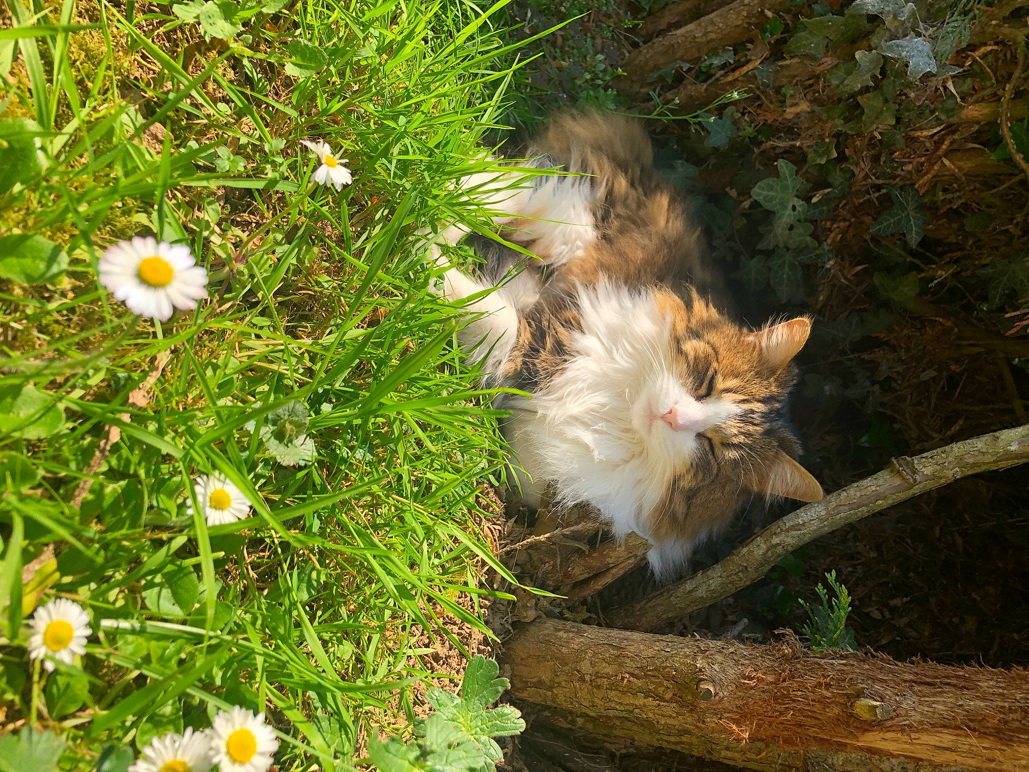 Kitten participe au concours pour gagner de l'argent avec cette photo : carnivore, cat, chamaemelum_nobile, daisy, daisy_family, domestic_long_haired_cat, fawn, felidae, flower, fur, grass, grass_family, herbaceous_plant, norwegian_forest_cat, plant, small_to_medium_sized_cats, spring, whiskers, wildflower