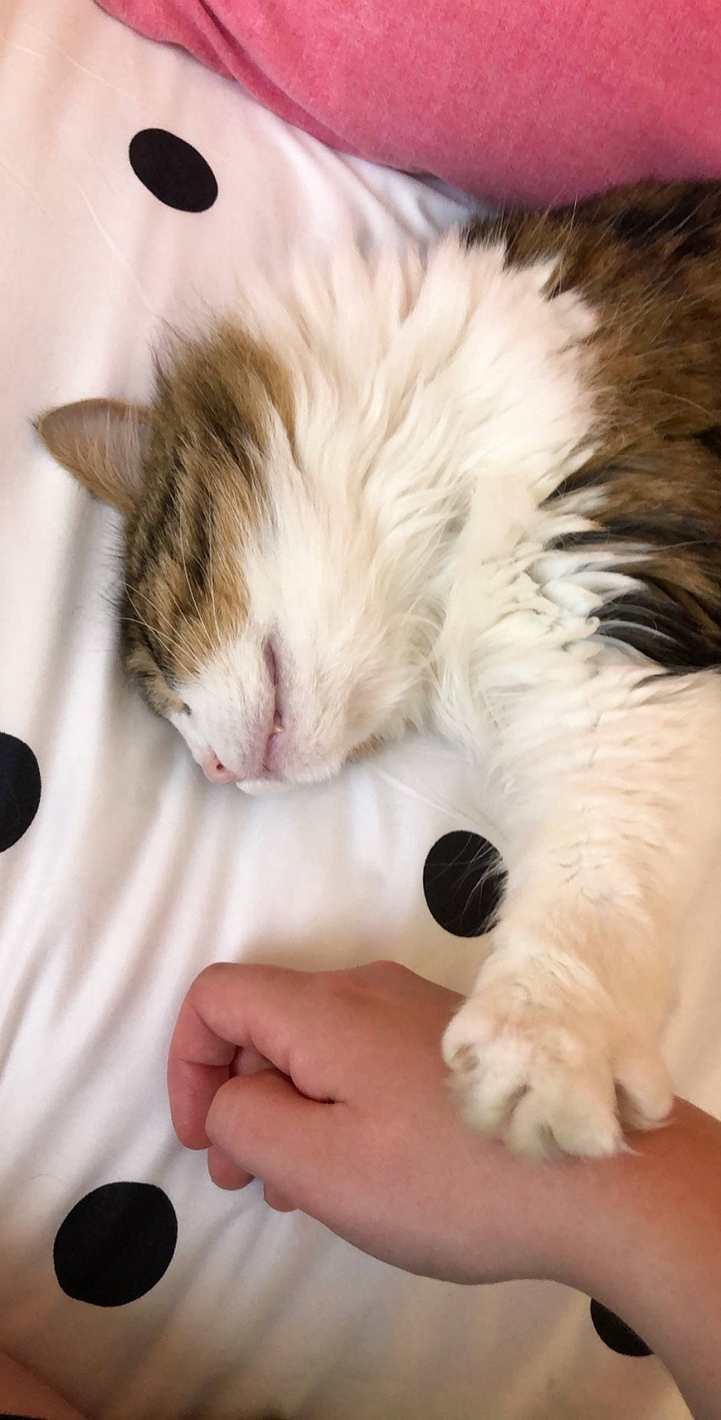 Kitten a rejoint le concours — aidez-le/la à gagner de superbes lots ! canidae, carnivore, cat, ear, felidae, fur, kitten, nap, norwegian_forest_cat, nose, paw, puppy, ragdoll, sleep, small_to_medium_sized_cats, whiskers