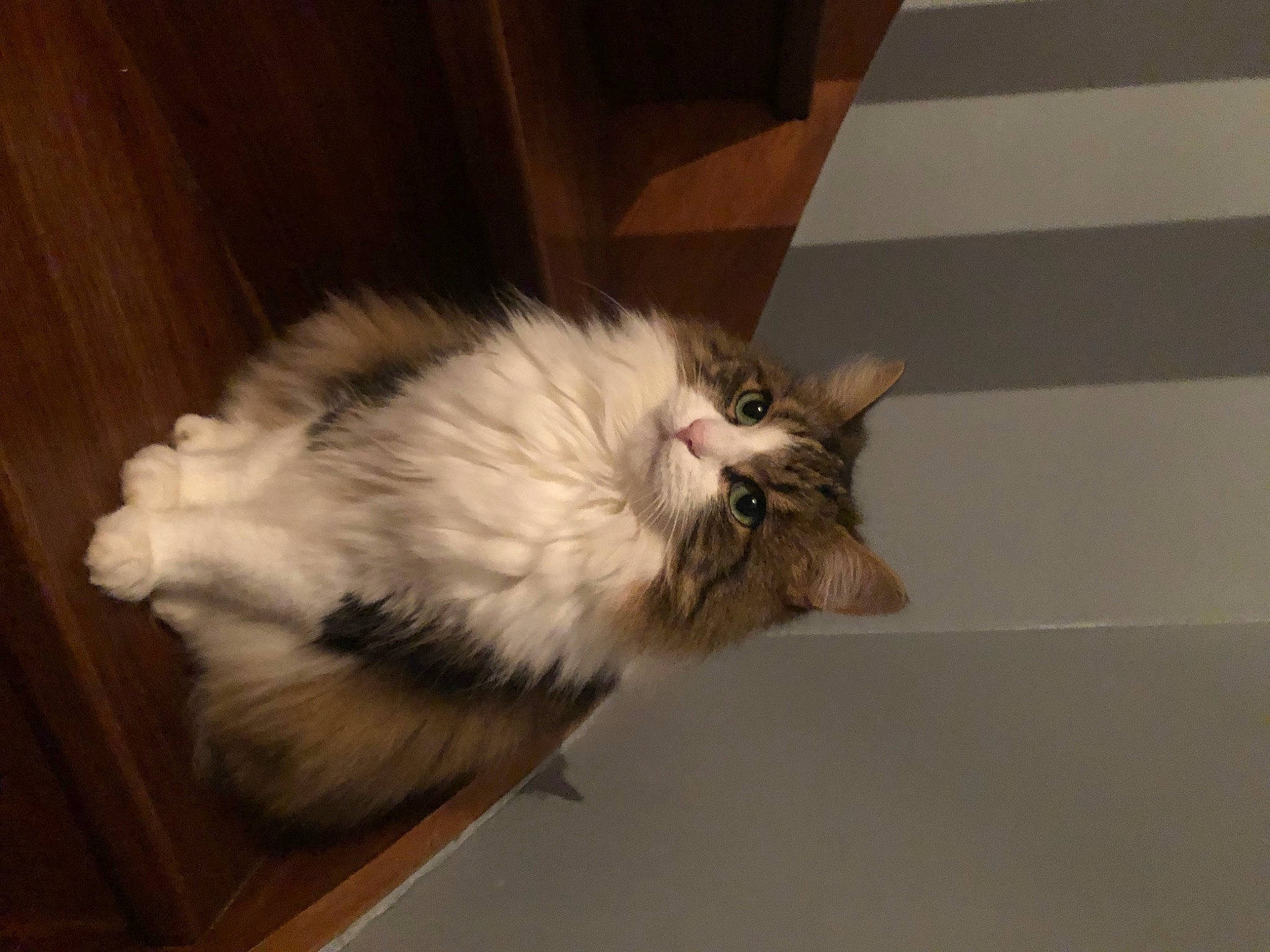 Kitten a rejoint le concours — aidez-le/la à gagner de superbes lots ! american_curl, british_semi_longhair, carnivore, cat, domestic_long_haired_cat, ear, fawn, felidae, fur, kitten, mammal, norwegian_forest_cat, polydactyl_cat, ragamuffin, small_to_medium_sized_cats, tail, turkish_van, whiskers