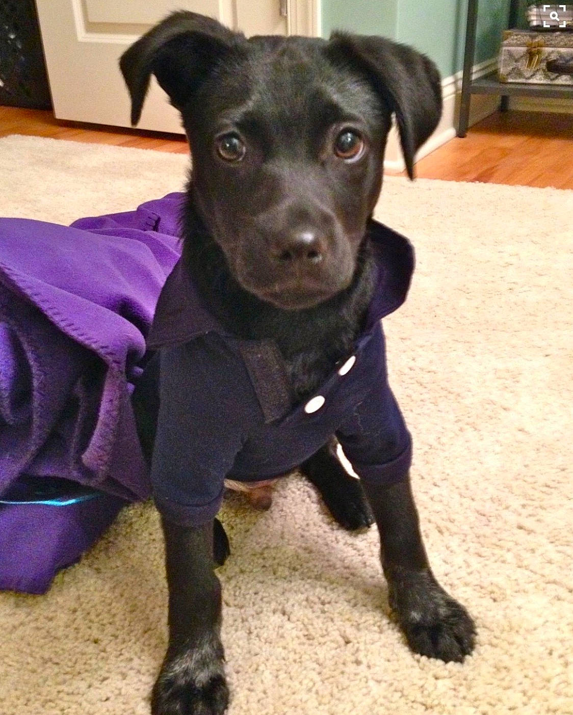 Hank joined the competition — help win amazing prizes! beagador, borador, canidae, carnivore, companion_dog, dog, dog_breed, fawn, labrador_retriever, mammal, patterdale_terrier, potcake_dog, puppy, rare_breed_dog, snout, sporting_group, vertebrate