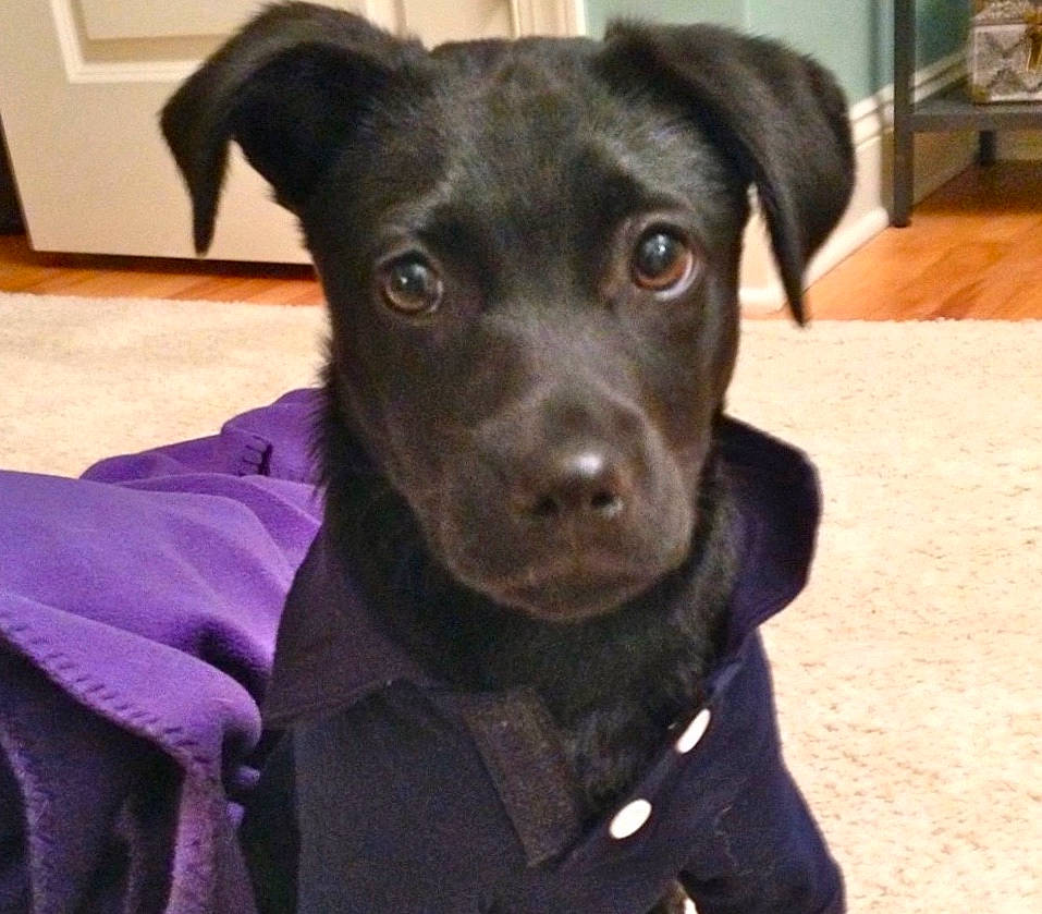 Hank joined the competition — help win amazing prizes! beagador, borador, canidae, carnivore, companion_dog, dog, dog_breed, dog_collar, ear, feist, labrador_retriever, mammal, nose, patterdale_terrier, potcake_dog, puppy, rare_breed_dog, snout, sporting_group, whiskers