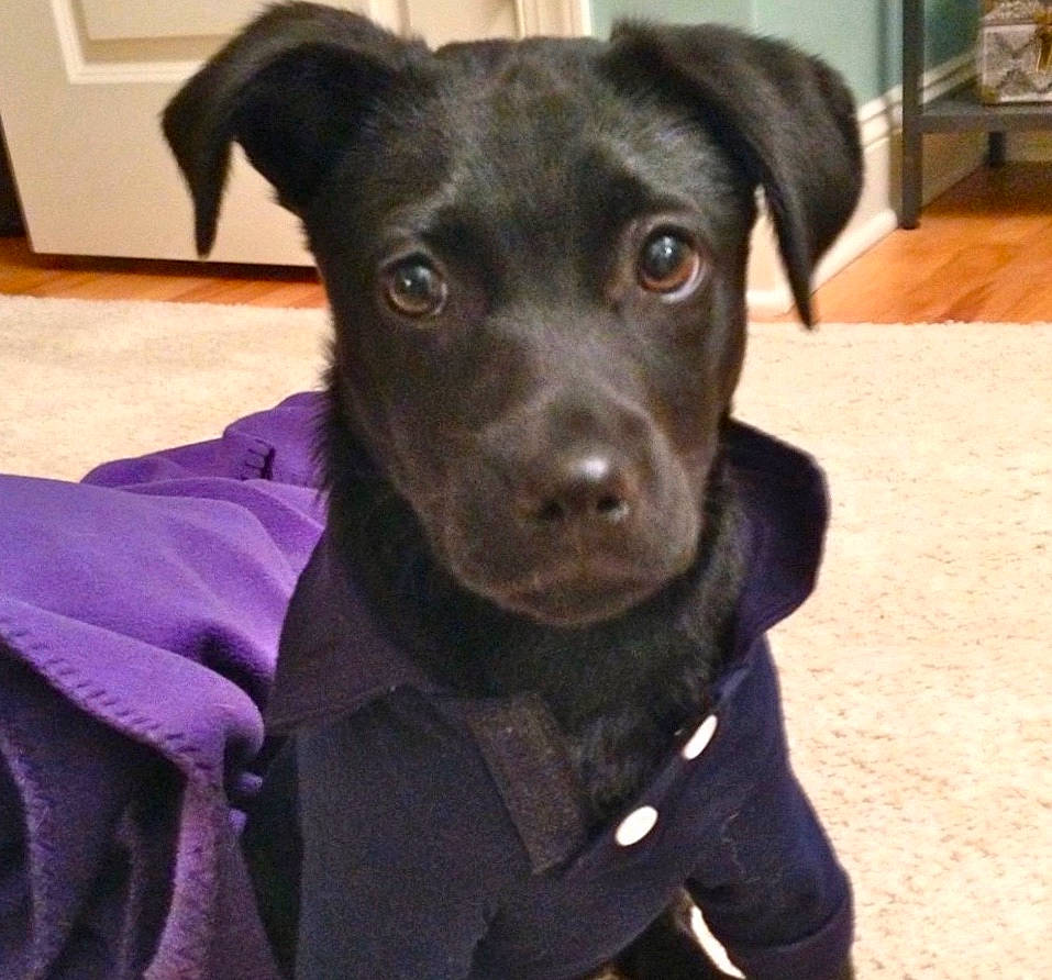 Hank is registered to the contest to win money with this photo: beagador, borador, canidae, carnivore, companion_dog, dog, dog_breed, dog_collar, feist, labrador_retriever, mammal, nose, patterdale_terrier, potcake_dog, puppy, rare_breed_dog, snout, sporting_group