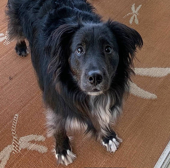 Hank is registered to the contest to win money with this photo: australian_collie, australian_shepherd, border_collie, canidae, carnivore, companion_dog, dog, dog_breed, fur, herding_dog, mammal, rare_breed_dog, small_greek_domestic_dog, snout, sporting_group, stabyhoun, street_dog, vertebrate