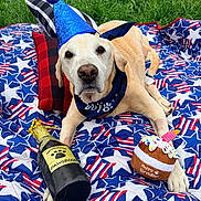 Joey is registered to the contest to win money with this photo: dog, labrador, birthday, party_hat, bandana, festive, patriotic_blanket, blue, red, white, outdoor, grass, lying_down, pet_bed, pillows, plush_toy, squeaky_toy, cupcake_toy, animal_portrait, celebration