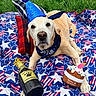 dog, labrador, birthday, party_hat, bandana, festive, patriotic_blanket, blue, red, white, outdoor, grass, lying_down, pet_bed, pillows, plush_toy, squeaky_toy, cupcake_toy, animal_portrait, celebration