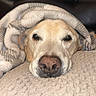 Joey joined the competition — help win amazing prizes! dog, golden_retriever, pet, sleeping, cozy, blanket, knitted_blanket, indoors, portrait, close_up, face, nose, eyes, floppy_ears, resting, relaxed, warm, bed, soft_texture, cute