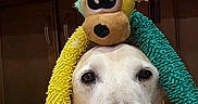 Joey joined the competition — help win amazing prizes! dog, golden_retriever, pet, animal, portrait, indoor, wooden_cabinets, mirror, toy, plush_toy, costume, funny, cute, fuzzy, colorful, headwear, sitting, closeup, home, photography