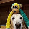 dog, golden_retriever, pet, animal, portrait, indoor, wooden_cabinets, mirror, toy, plush_toy, costume, funny, cute, fuzzy, colorful, headwear, sitting, closeup, home, photography