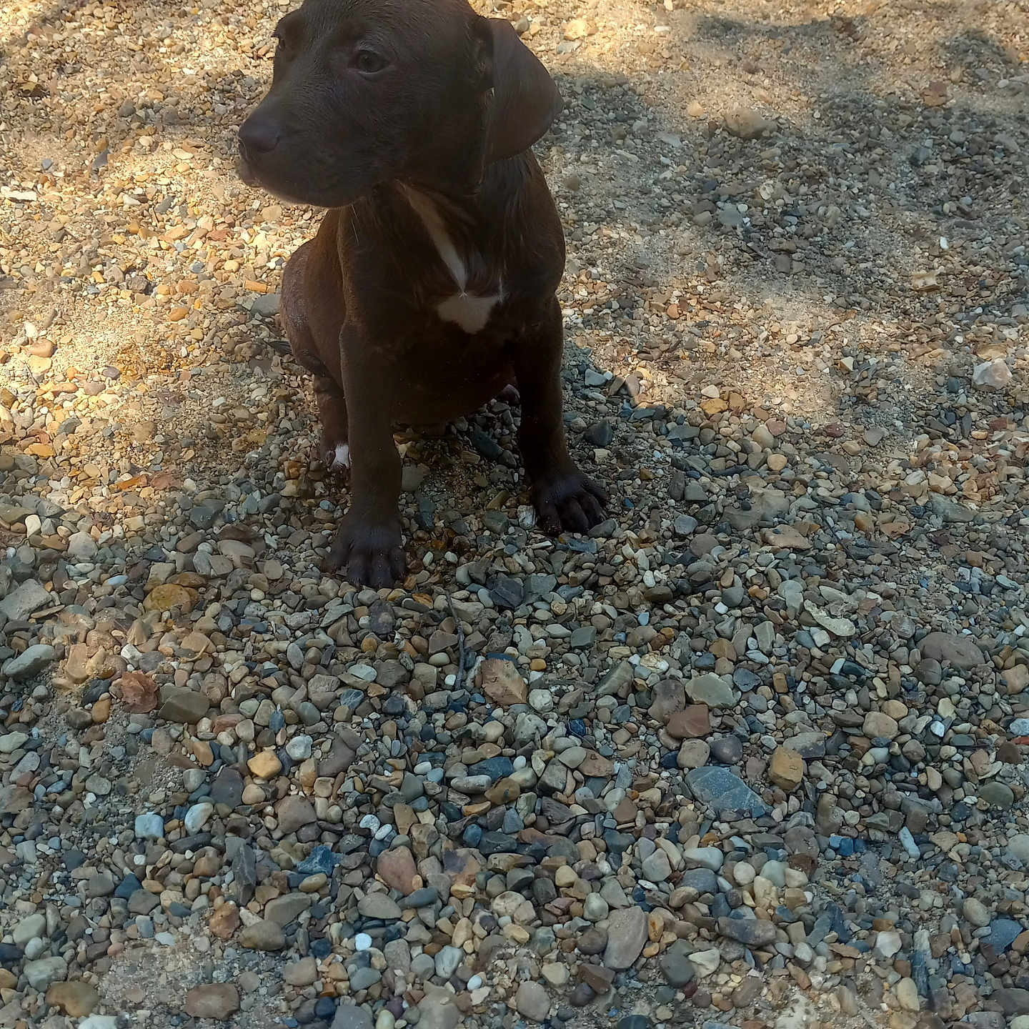 Prince joined the competition — help win amazing prizes! animal, beach, canine, coast, dog, grass, gravel, hound, labradorretriever, nature, outdoors, pebble, pet, puppy, road, rock, sea, shoreline, soil, water