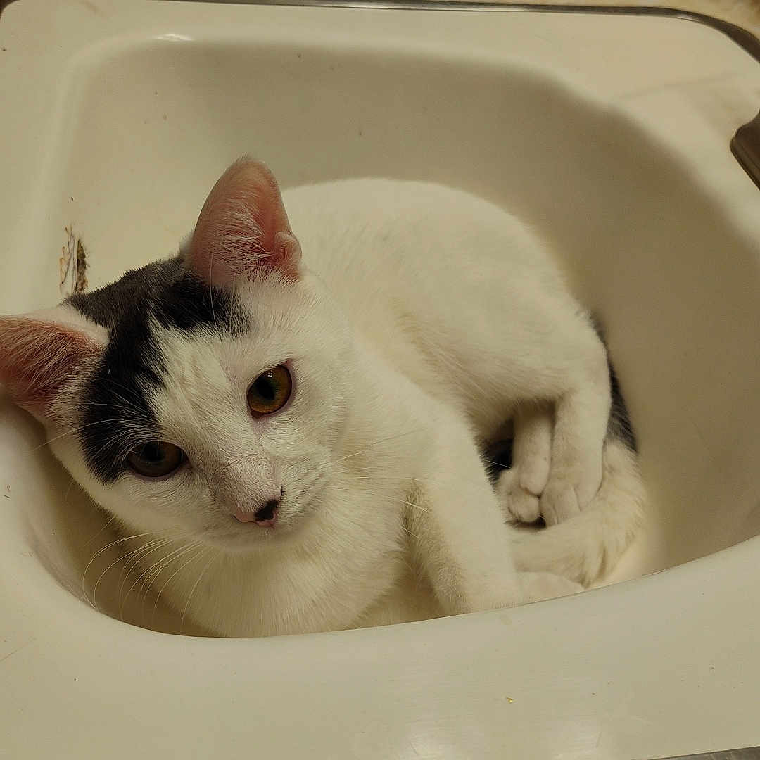 Zeus joined the competition — help win amazing prizes! abyssinian, animal, bathing, bathtub, cat, hardwood, indoors, kitten, manx, person, pet, plywood, shelf, siamese, sink, sinkfaucet, tap, tin, tub, wood