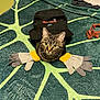 cat, tabby_cat, bucket_hat, hat, gloves, pair_of_gloves, blanket, leaf_pattern, indoor, pet, pet_portrait, curious, yellow_eyes, whiskers, cozy, fabric, accessory, clothing, folded_clothes, green_color