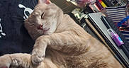 Emerald is registered to the contest to win money with this photo: cat, sleeping, beige_cat, indoor, blanket, paw, resting, fur, cute, pet, cozy, relaxed, home, animal, closeup, whiskers, face, soft, nap, domestic