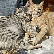 Emerald is registered to the contest to win money with this photo: cat, cats, feline, snuggling, sleeping, resting, indoor, sunlight, cozy, tabby, orange_cat, fur, whiskers, ears, paws, blanket, curtain, wooden_furniture, close_up, pet