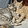 cat, cats, feline, snuggling, sleeping, resting, indoor, sunlight, cozy, tabby, orange_cat, fur, whiskers, ears, paws, blanket, curtain, wooden_furniture, close_up, pet