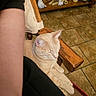 Emerald is registered to the contest to win money with this photo: cat, orange_cat, sleeping, chair, wooden_chair, cushion, person_arm, indoor, tile_floor, decor, figurines, lion_figurine, flag_display_case, potted_plant, relaxation, pet, domestic_animal, furniture, cozy, home