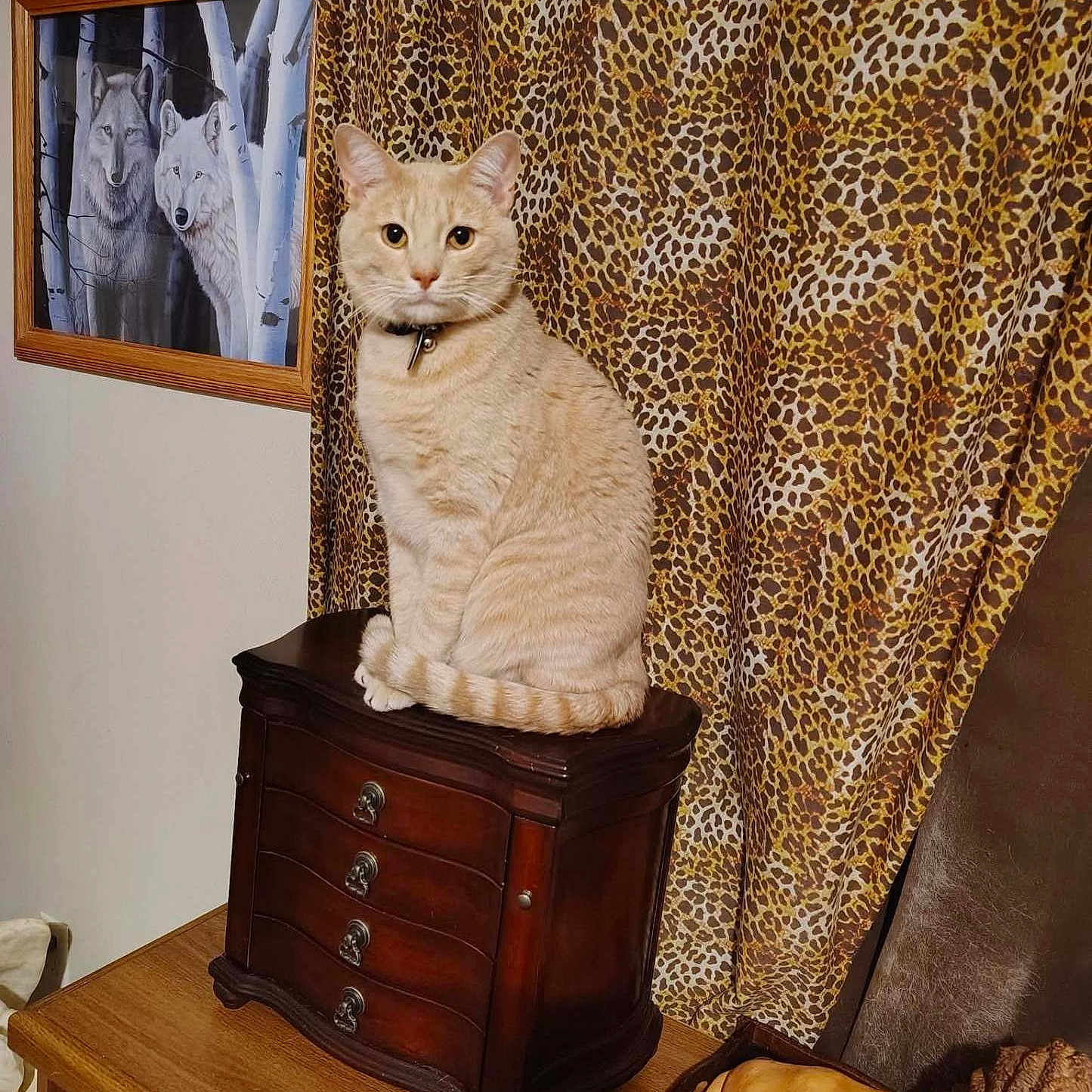 Emerald joined the competition — help win amazing prizes! cat, jewelry_box, wooden_furniture, curtain, leopard_print, painting, wolf, indoor, pet, animal, feline, decor, collar, table, vintage, brown, cream, portrait, sitting, calm