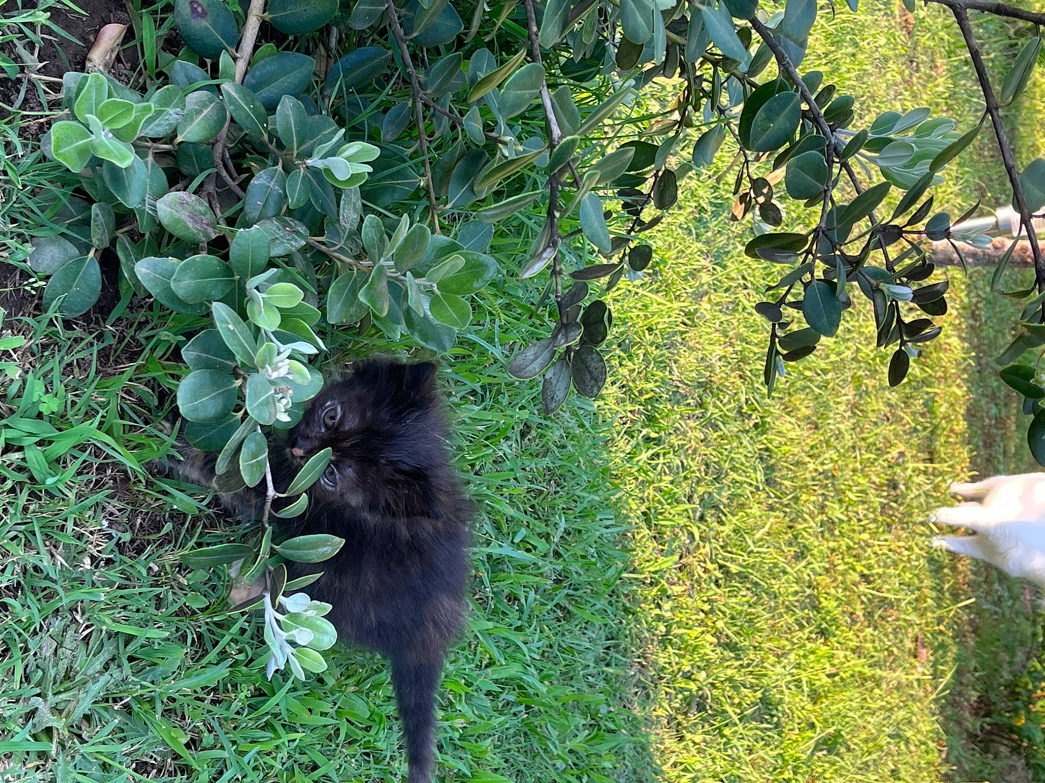 Nucciola participe au concours pour gagner de l'argent avec cette photo : canidae, dog_breed, fur, garden, grass, groundcover, mammal, nature_reserve, plant, rodent, shadow, shrub, soil, sporting_group, squirrel, tail, terrestrial_animal, terrestrial_plant, trunk, wildlife