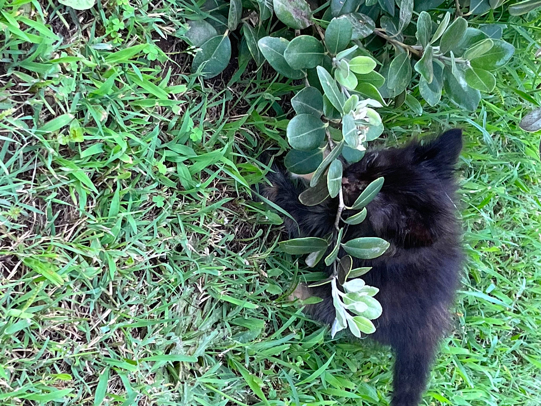 Nucciola participe au concours pour gagner de l'argent avec cette photo : annual_plant, canidae, carnivore, flowering_plant, fur, grass, groundcover, herb, herbaceous_plant, natural_material, plant, shrub, subshrub, tail, terrestrial_animal, terrestrial_plant, wildlife