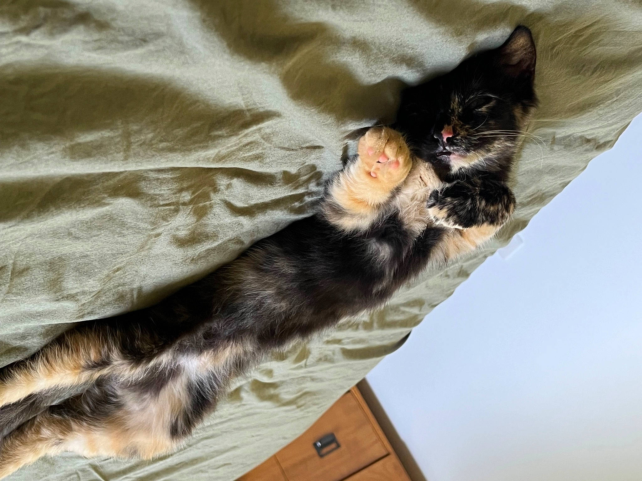 Nucciola participe au concours pour gagner de l'argent avec cette photo : bed, black_cat, canidae, carnivore, cat, claw, comfort, dog_breed, domestic_short_haired_cat, felidae, fur, linens, nap, paw, small_to_medium_sized_cats, snout, sporting_group, tail, whiskers, wood