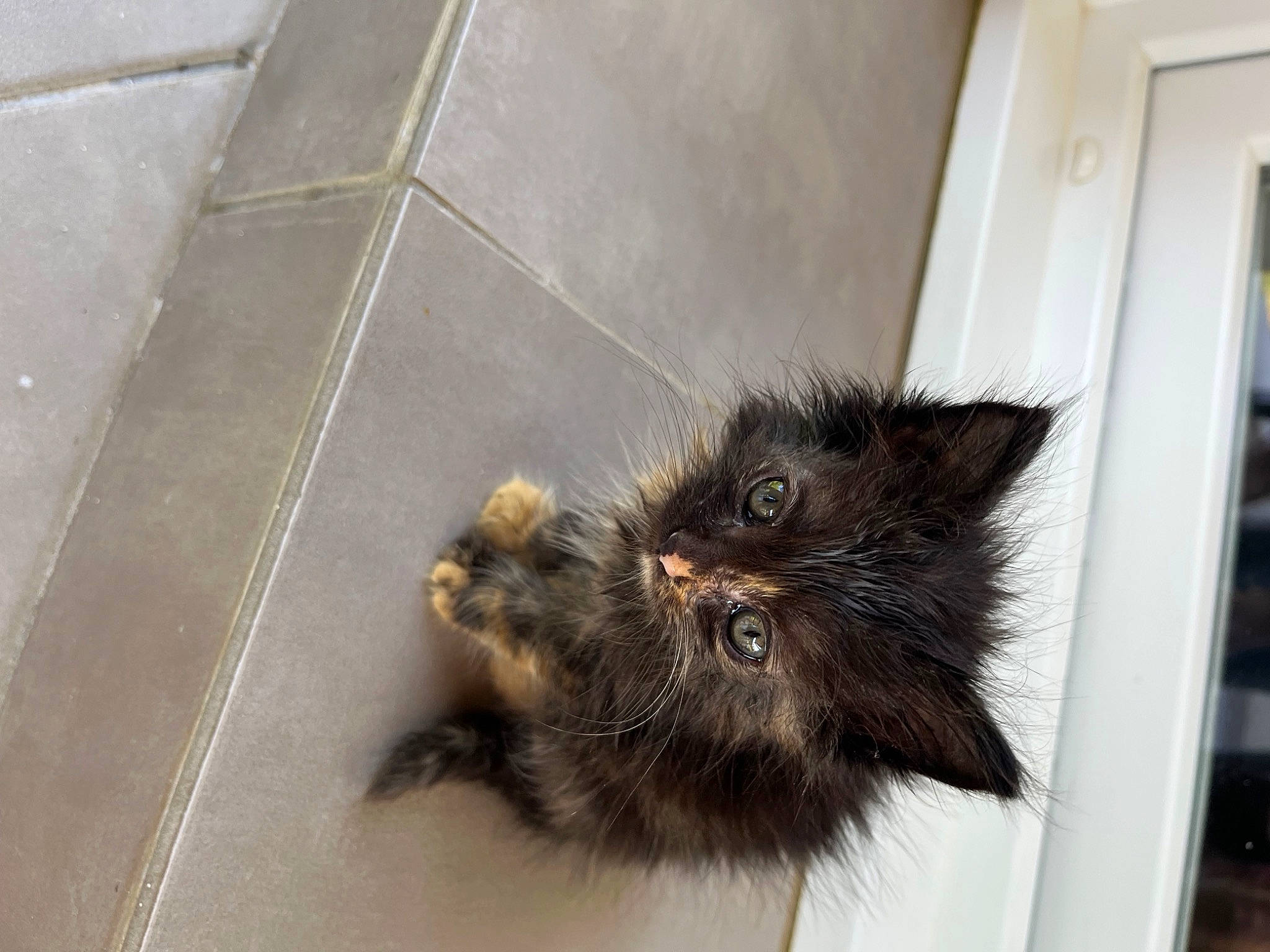 Nucciola participe au concours pour gagner de l'argent avec cette photo : black_cat, carnivore, cat, claw, dog_breed, domestic_short_haired_cat, fawn, felidae, floor, flooring, fur, grey, hardwood, liver, paw, small_to_medium_sized_cats, snout, tail, terrestrial_animal, whiskers