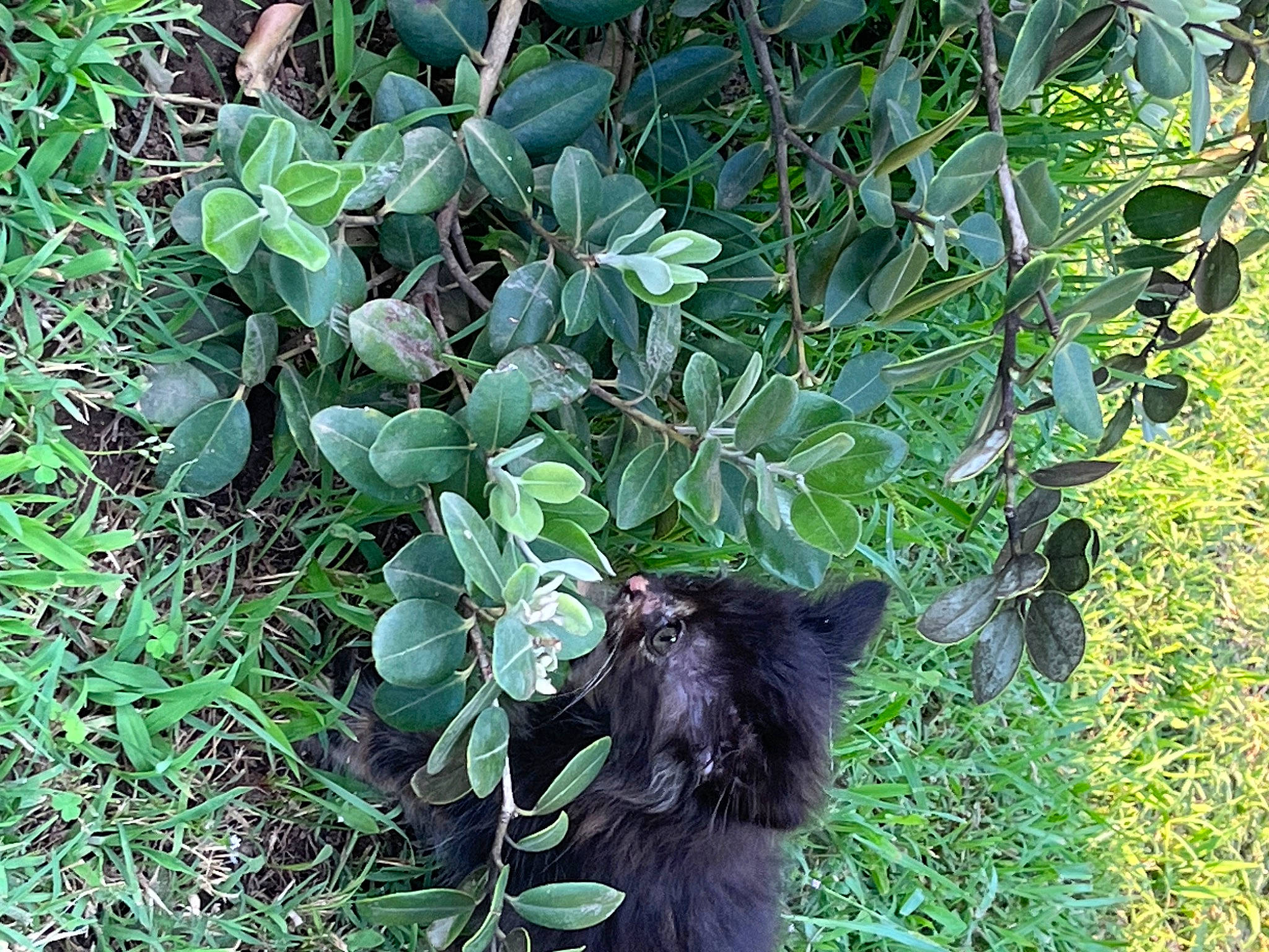 Nucciola a rejoint le concours — aidez-le/la à gagner de superbes lots ! annual_plant, black_cat, canidae, carnivore, cat, dog_breed, domestic_short_haired_cat, felidae, flowering_plant, fur, grass, groundcover, herb, plant, shrub, small_to_medium_sized_cats, subshrub, tail, terrestrial_animal, terrestrial_plant