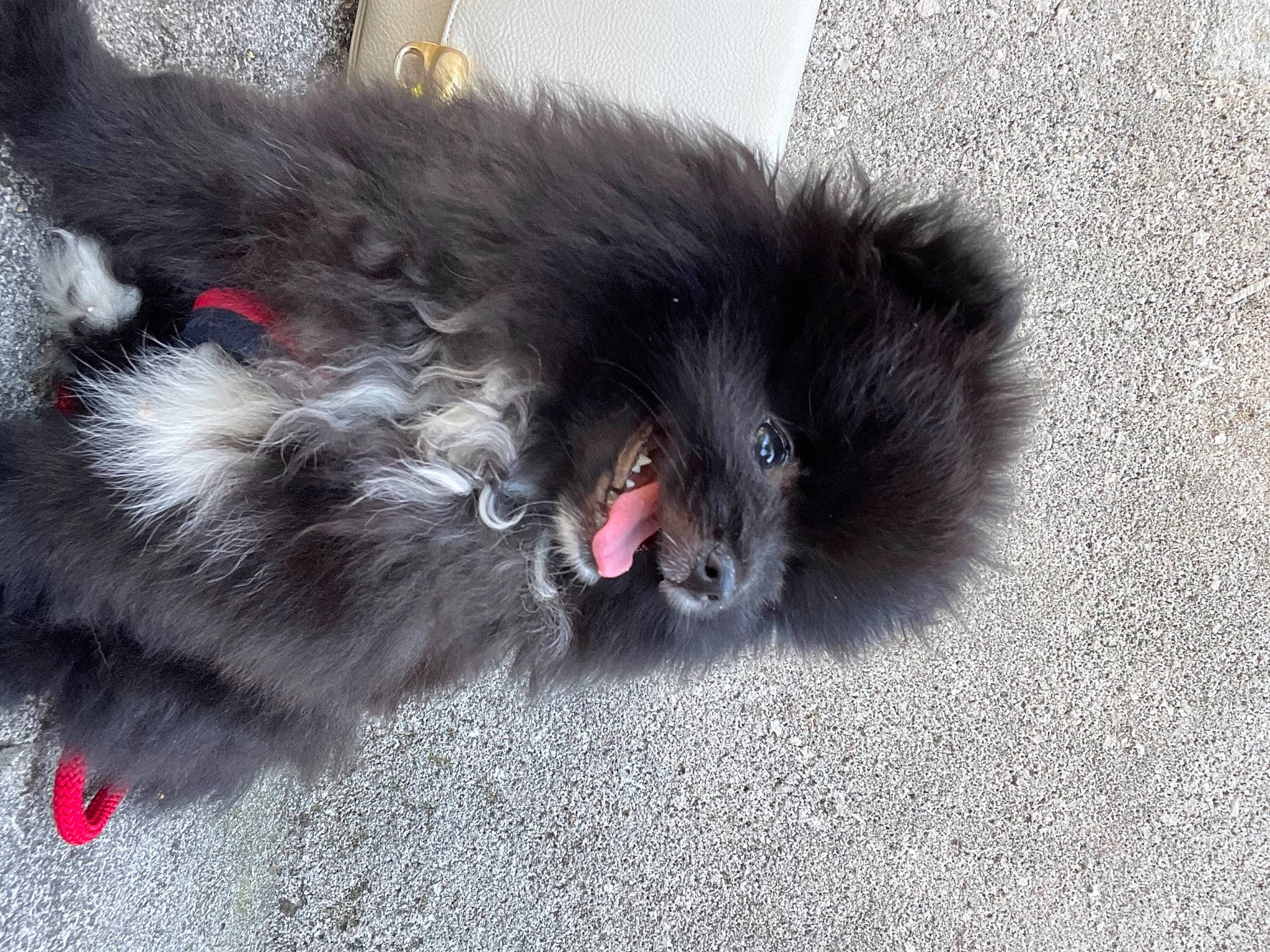 Gandhi participe au concours pour gagner de l'argent avec cette photo : british_longhair, canidae, carnivore, cat, claw, companion_dog, dog_breed, felidae, foot, fur, grey, paw, russian_blue, small_to_medium_sized_cats, snout, sporting_group, tail, terrestrial_animal, whiskers, working_animal