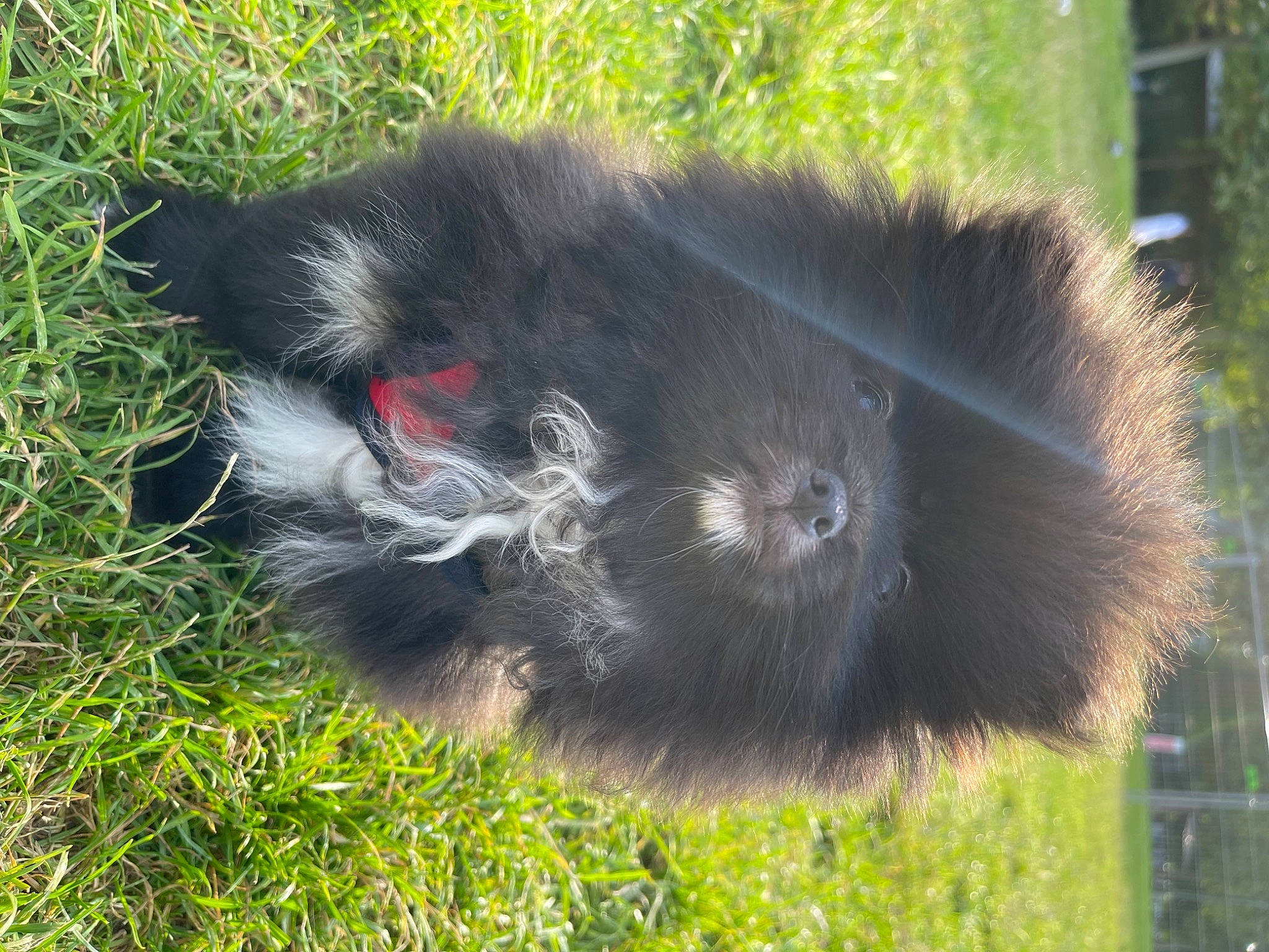 Gandhi participe au concours pour gagner de l'argent avec cette photo : beak, canidae, dog_breed, flightless_bird, fur, grass, greater_rhea, plant, primate, ratite, shrubland, skunk, snout, sporting_group, tail, terrestrial_animal, wildlife, working_animal, zoo