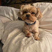 Mio is registered to the contest to win money with this photo: dog, pet, bed, blanket, pillow, fur, cute, small_dog, indoor, resting, sleepy, collar, animal, canine, cozy, comfort, furniture, home, relaxed, cute_pet