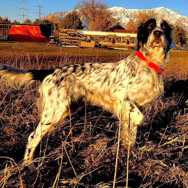 Badger joined the competition — help win amazing prizes! animal, architecture, building, camping, canine, countryside, dog, field, grass, grassland, nature, outdoors, pet, plant, pointer, shelter, sky, snow, soil, tent