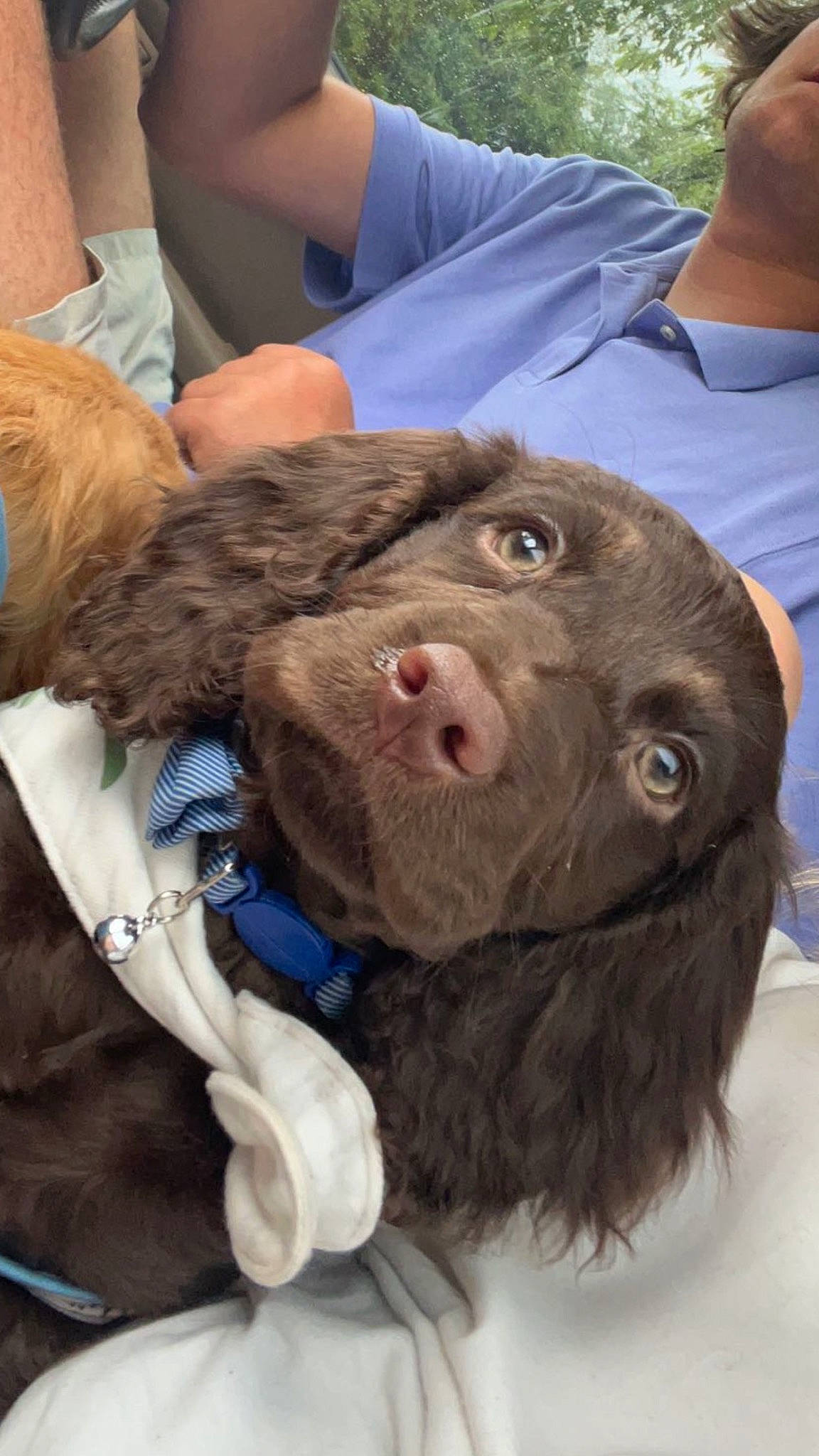 Mac is registered to the contest to win money with this photo: canidae, carnivore, companion_dog, dog, dog_breed, fur, gesture, hat, liver, pointing_breed, retriever, snout, spaniel, sporting_group, working_animal