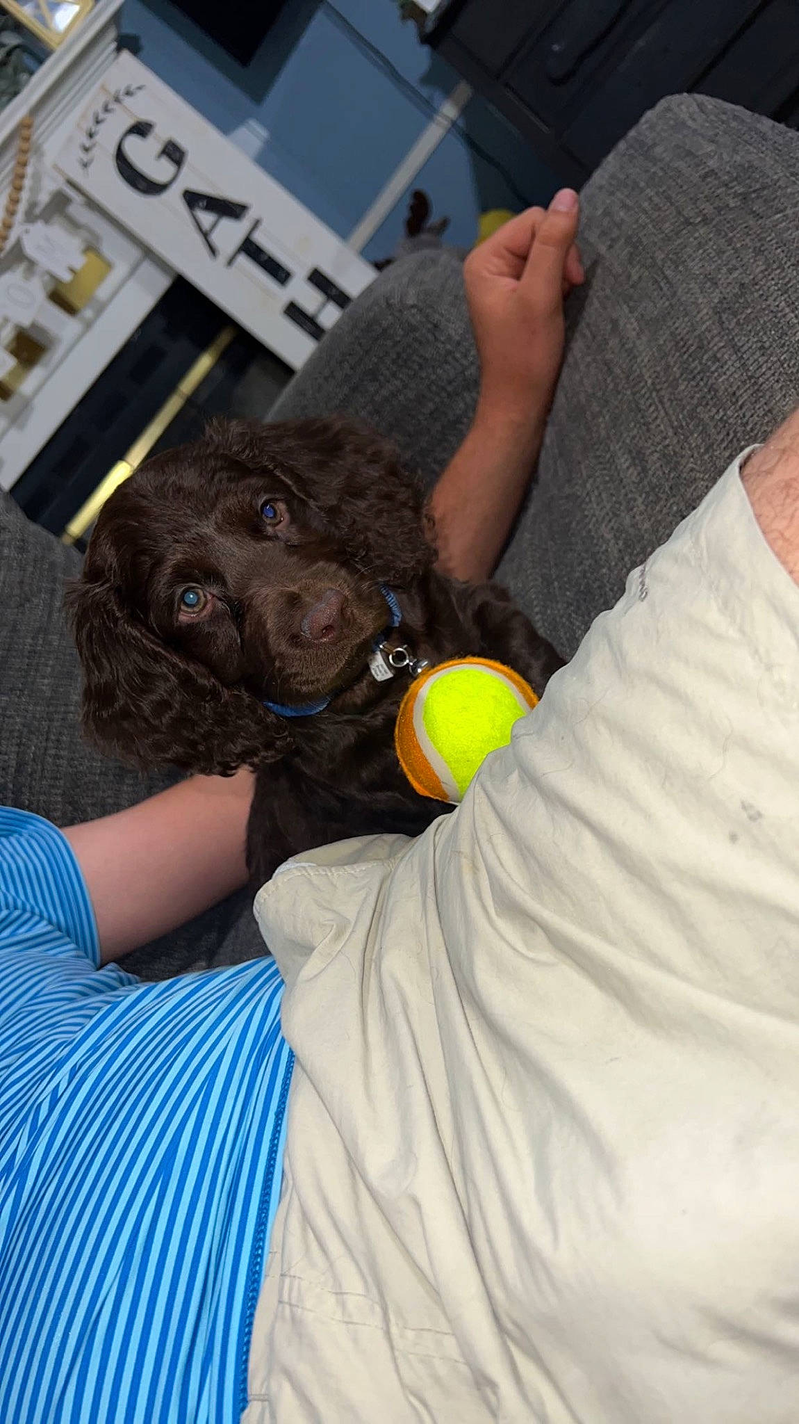 Mac is registered to the contest to win money with this photo: bag, car_seat, comfort, companion_dog, couch, elbow, finger, fur, gesture, hand, human_leg, knee, linens, nail, stuffed_toy, t_shirt, thigh, thumb, toy, wrist