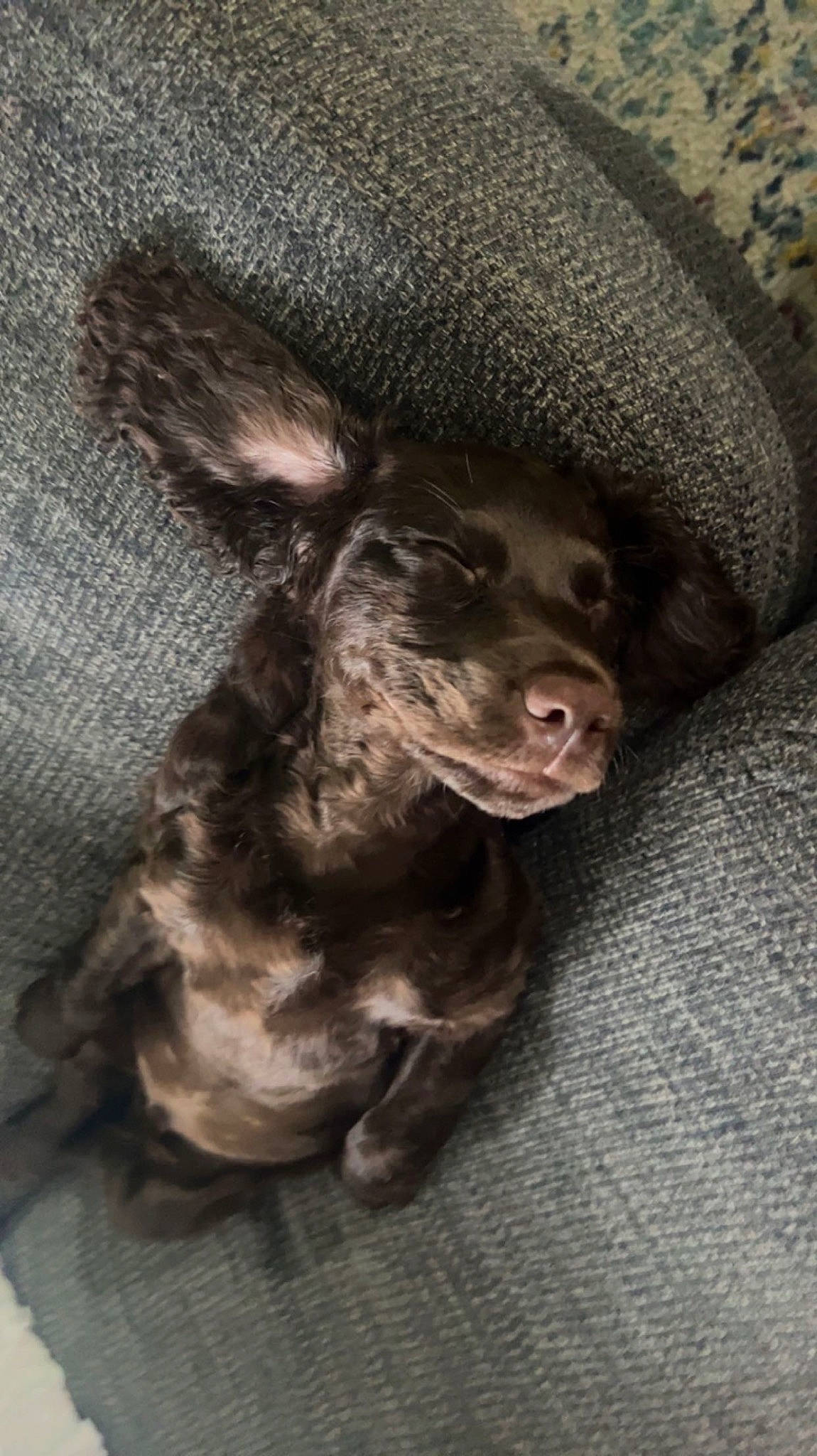 Mac joined the competition — help win amazing prizes! art, canidae, carnivore, companion_dog, corgi_chihuahua, dog, dog_breed, ear, fawn, fur, grey, liver, paw, snout, sporting_group, terrestrial_animal, toy_dog, whiskers, working_animal