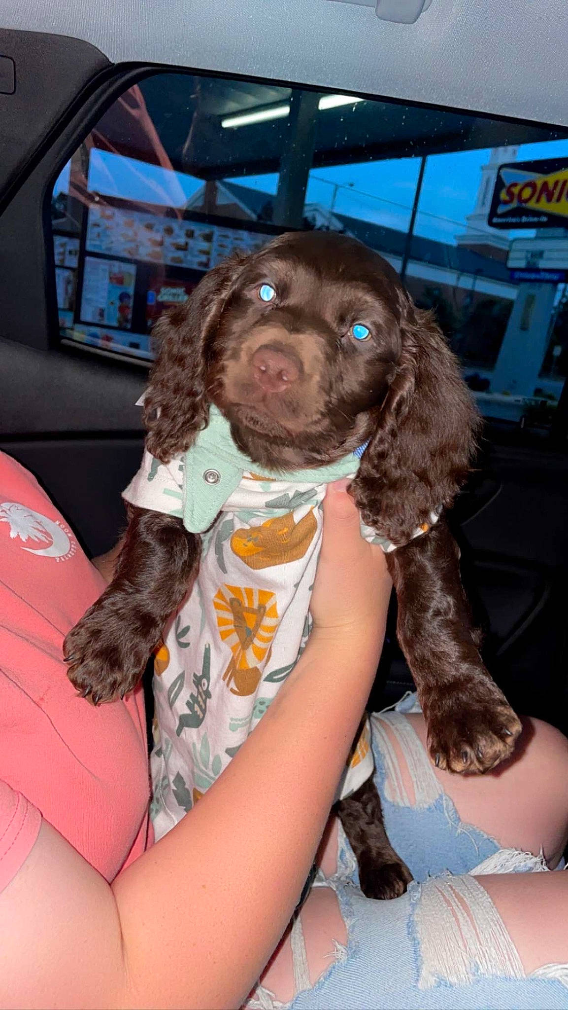 Mac is registered to the contest to win money with this photo: canidae, car_seat, car_seat_cover, carnivore, cocker_spaniel, companion_dog, dog, dog_breed, family_car, fur, head_restraint, human_leg, liver, personal_luxury_car, snout, spaniel, sporting_group, thigh, vehicle_door, working_animal