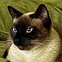 cat, siamese_cat, blue_eyes, whiskers, fur, animal, pet, mammal, close_up, portrait, indoor, resting, relaxed, green_background, soft_texture, cute, feline, domestic_animal, alert, calm
