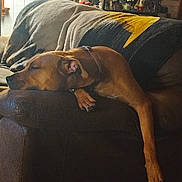 Saffy joined the competition — help win amazing prizes! brown_dog, calm, collar, couch, cozy, dog, figurine, furniture, home_decor, indoor, living_room, paw, pillow, portrait, reclined, relaxed, shelf, sleeping, throw_blanket, wall