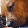 Saffy joined the competition — help win amazing prizes! arm, brown, close_up, companion, cozy, dog, dog_face, fabric, fur, indoor, muzzle, nose, pet, portrait, relaxed, resting, sleeping, sleeve, snout, whiskers