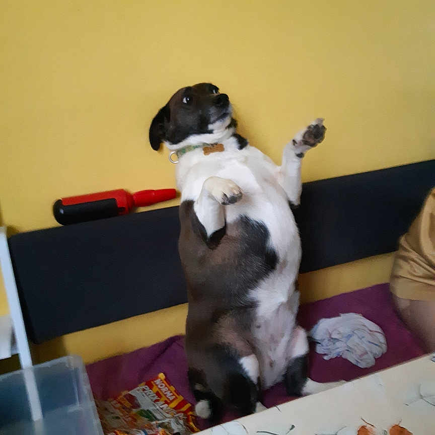 Sissi a rejoint le concours — aidez-le/la à gagner de superbes lots ! animal, bench, brown_and_white, butterfly_pattern, cloth, collar, curious, dog, domestic, fur, furniture, household, indoor, magazines, paw, pet, room, sitting, table, yellow_wall