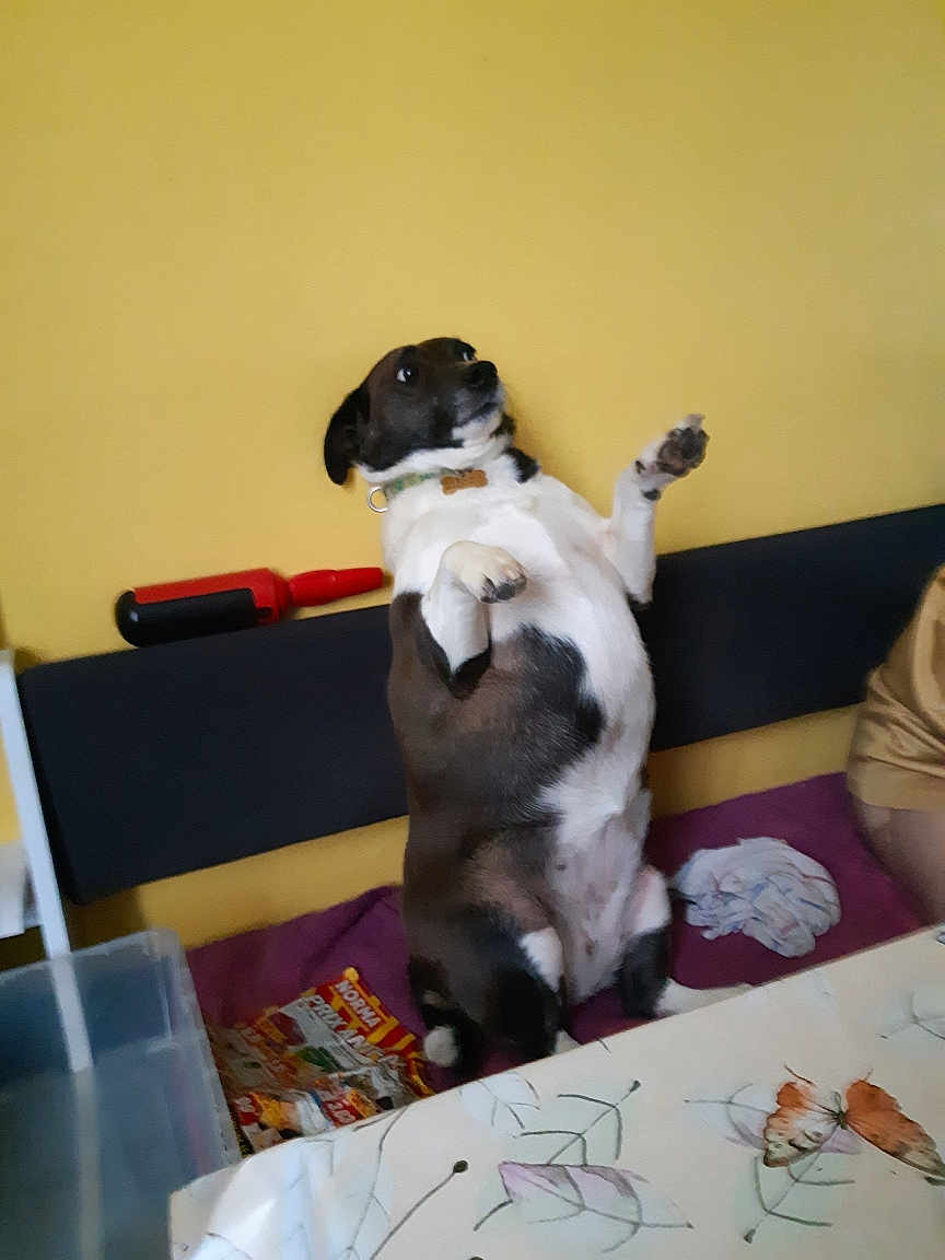 Sissi a rejoint le concours — aidez-le/la à gagner de superbes lots ! dog, pet, brown_and_white, sitting, bench, indoor, curious, household, table, magazines, cloth, butterfly_pattern, furniture, collar, paw, fur, room, yellow_wall, domestic, animal