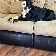 Lulu is registered to the contest to win money with this photo: dog, black_and_white, couch, bone, pet, indoor, wooden_floor, relaxed, canine, animal, fur, paws, living_room, furniture, domestic, companion, laying_down, resting, cute, portrait
